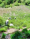 2013级生物科学、园艺专业动植物学野外实习圆满完成